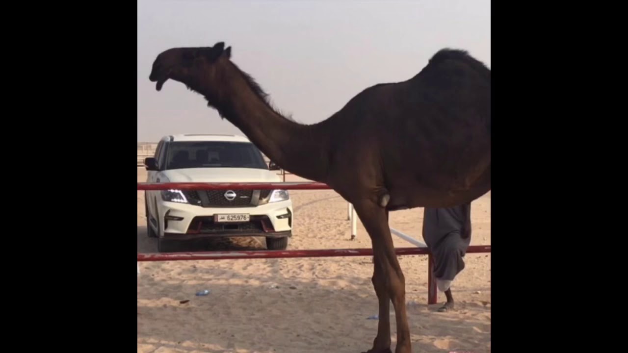 🔥🔥جديد و حصري 🔥🔥 القعودة ل عامر الرفاده كلمات محمد الشمالي ادا صالح اليامي