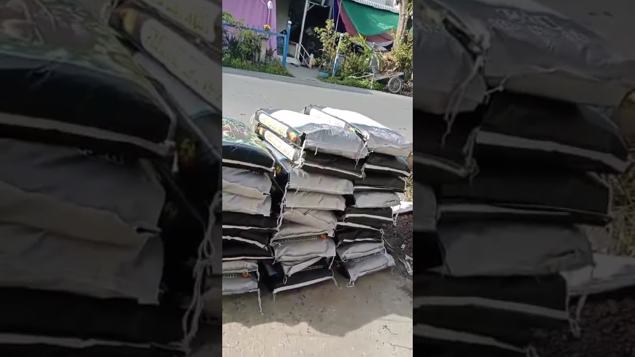 Hầu hết nông dân An Giang tin dùng phân bón hiệu Con Lười F35 cho mít bền cây, bóng lá, trái nây
