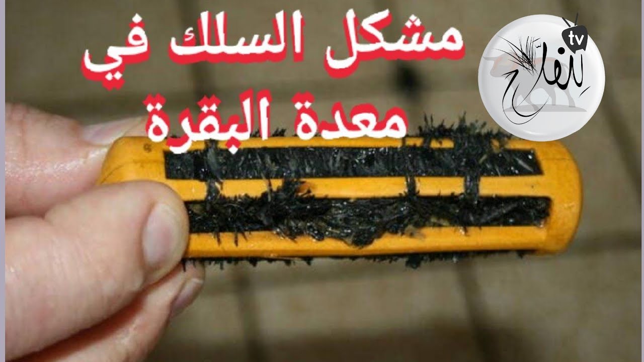 طرق علاج أكل  البقرة  للسلك