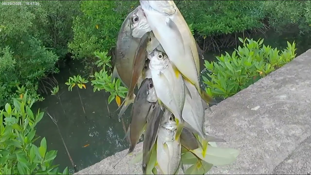 Nonstop action Sabiki fishing @BasaItlogFishing_ZaldyCuñado 