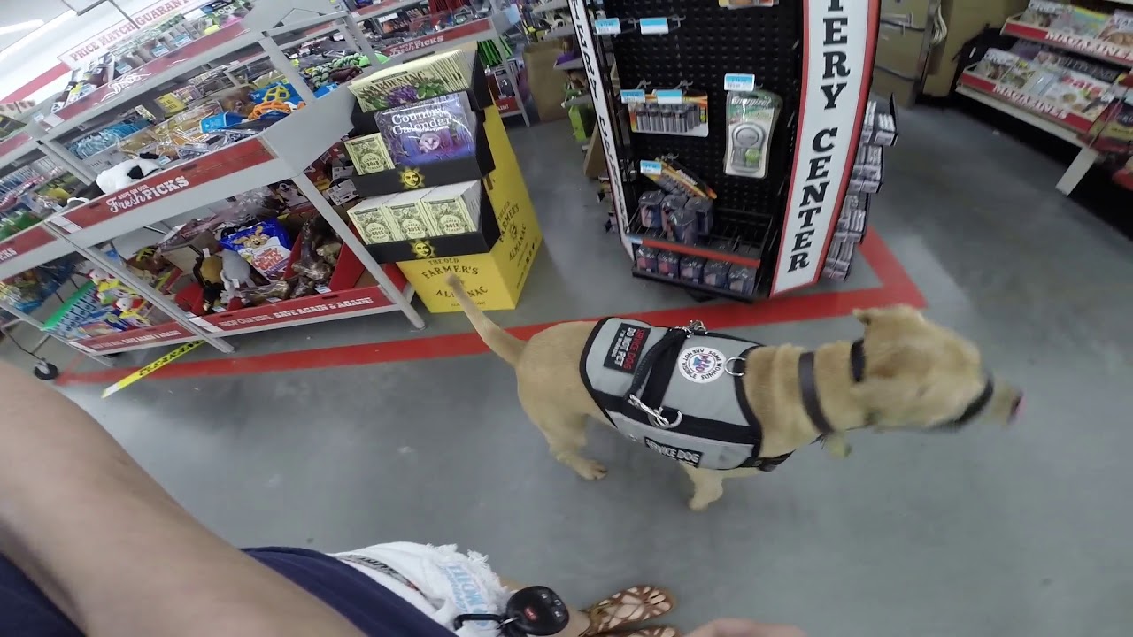 ServiceDog OffLeash Training