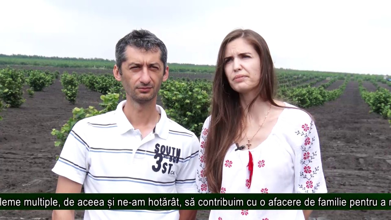 Plantație de alun, succes garantat