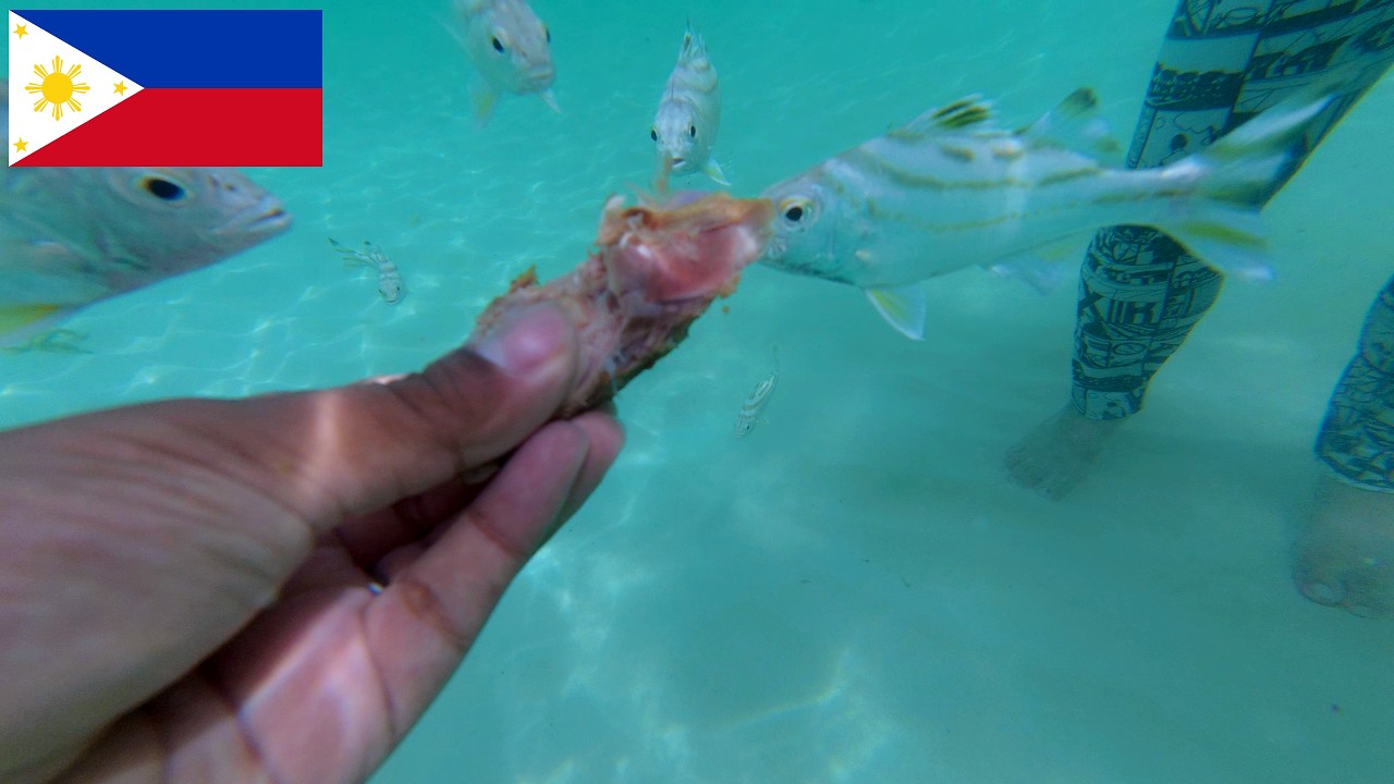 🇵🇭 We Fed Fish Chicken And They Went INSANE!