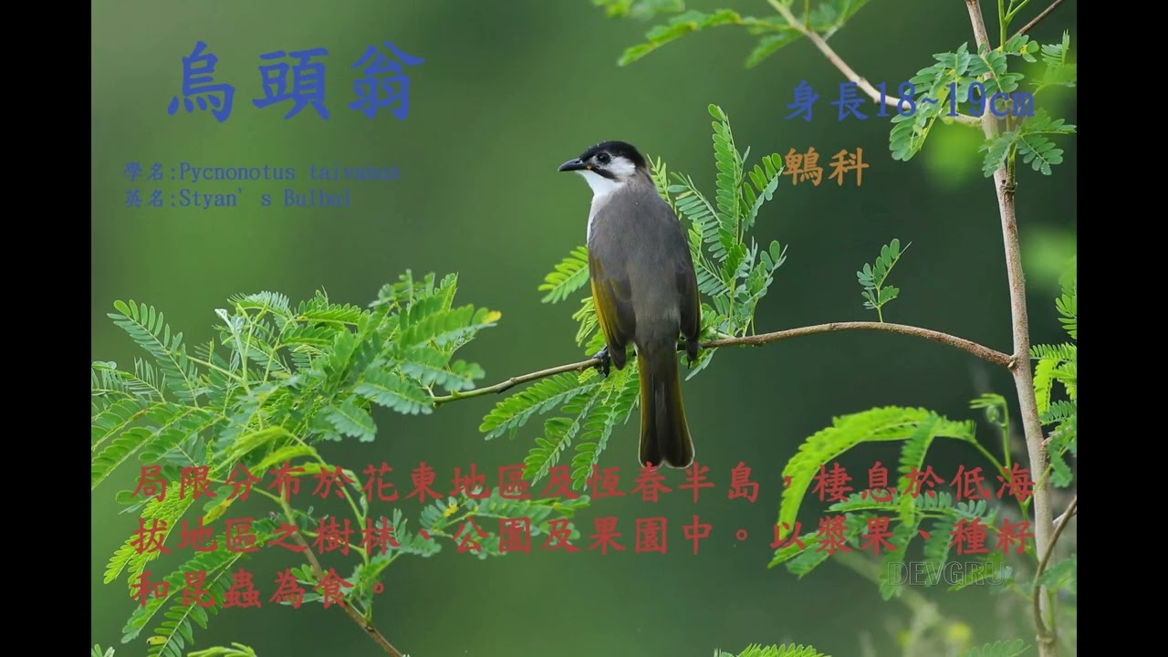 台灣特有種鳥類202304