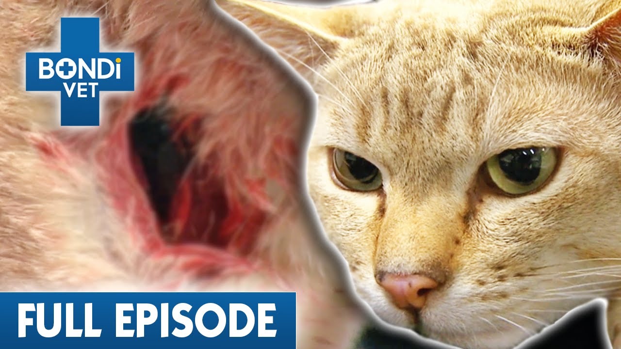 Cat's Gaping Hole only Millimetres from Jugular 😱| Best of Bondi Vet Ep 10 | Bondi Vet Full Episodes