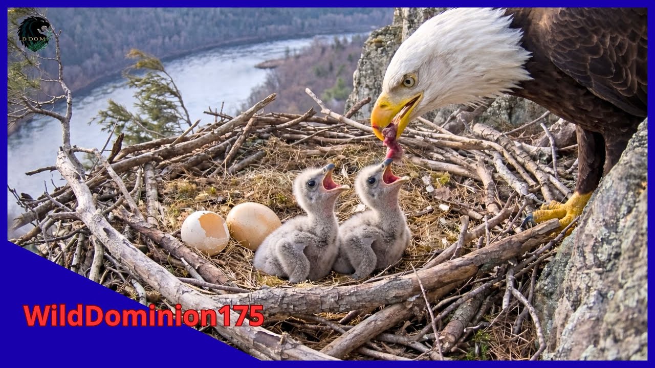 Bald Eagle Growth Journey: 110 Days From Egg to Survival