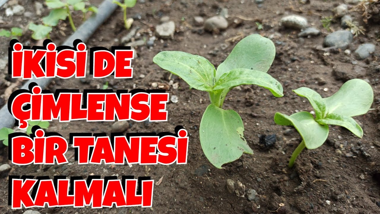 Çerezcilerden Bir Avuç Kavrulmamış Alın, Sülaleye Yeter