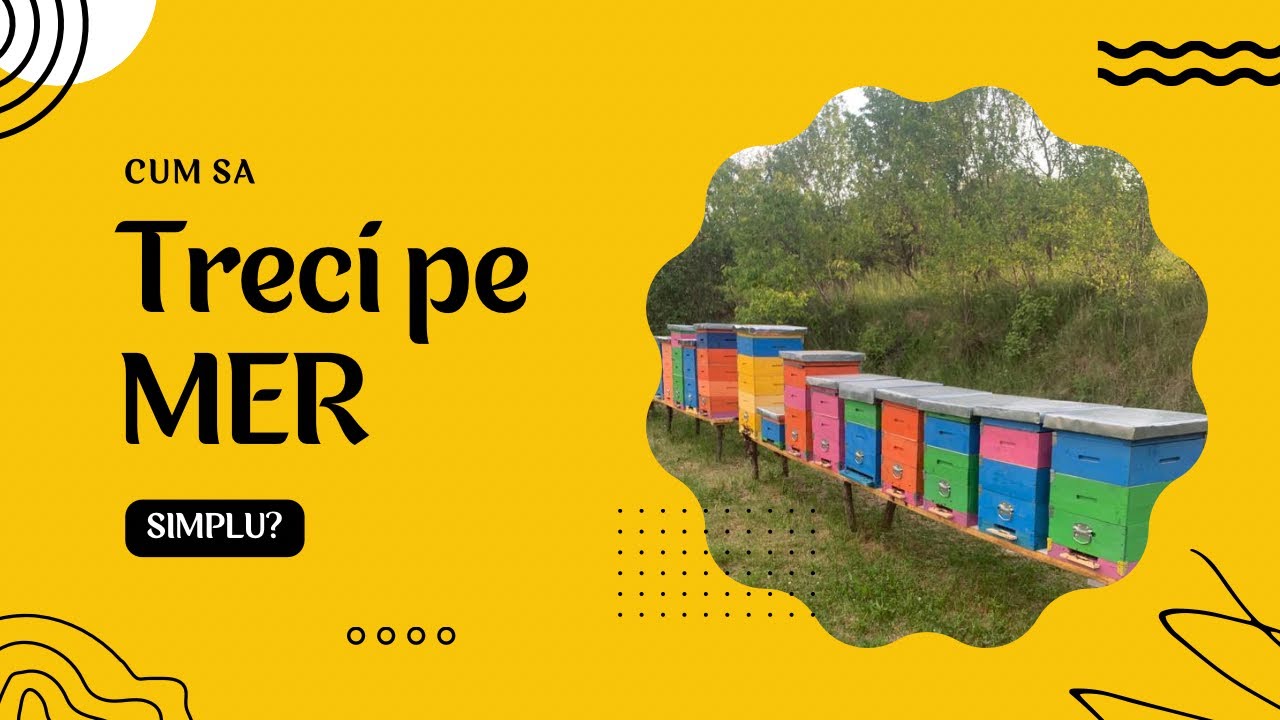 Cum trec de la rama de 1/1 la MER (1/2)