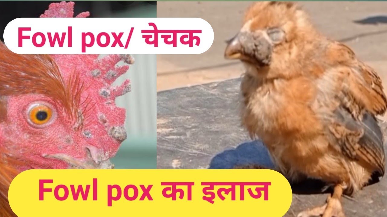 fowl pox/मुर्गियों का चेचक/symptom and treatment