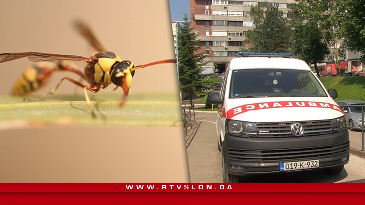 Stršljeni, ose i pčele: Šta učiniti ako smo alergični na njihov ubod? - 20.06.2023.