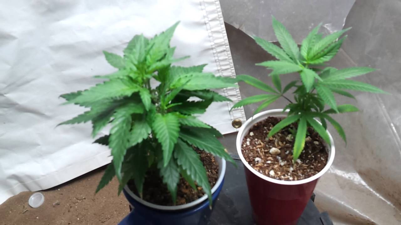 little T5 veg! 9 days in