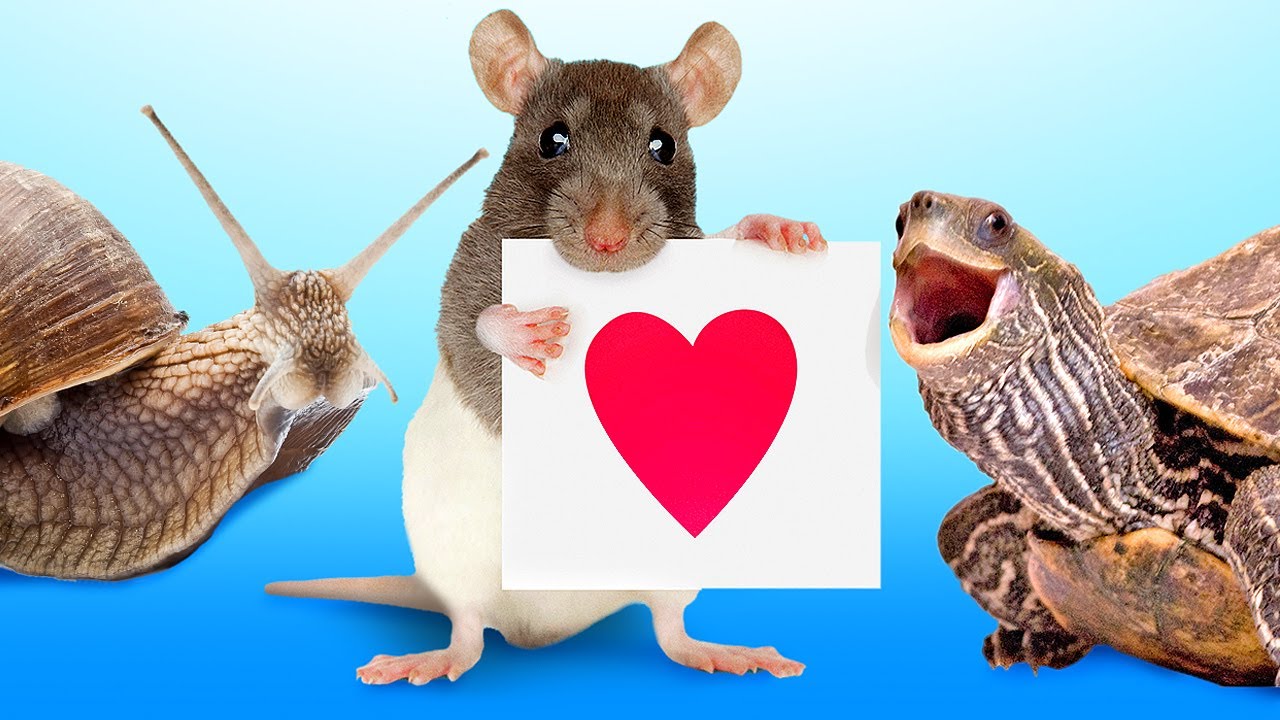 Amazing Facts About Our Pets || Turtles,  Rats And Super-Sized Snails
