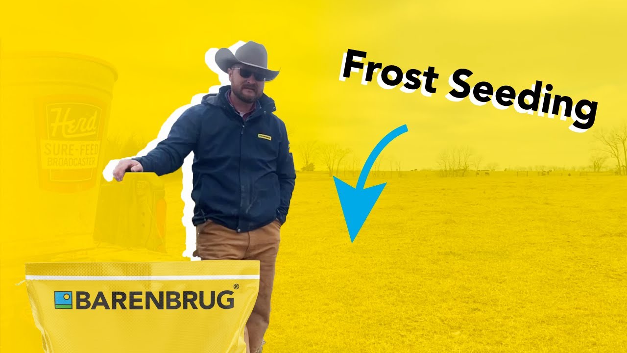 Red Clover and Tall Fescue in Southern Missouri: Part 2