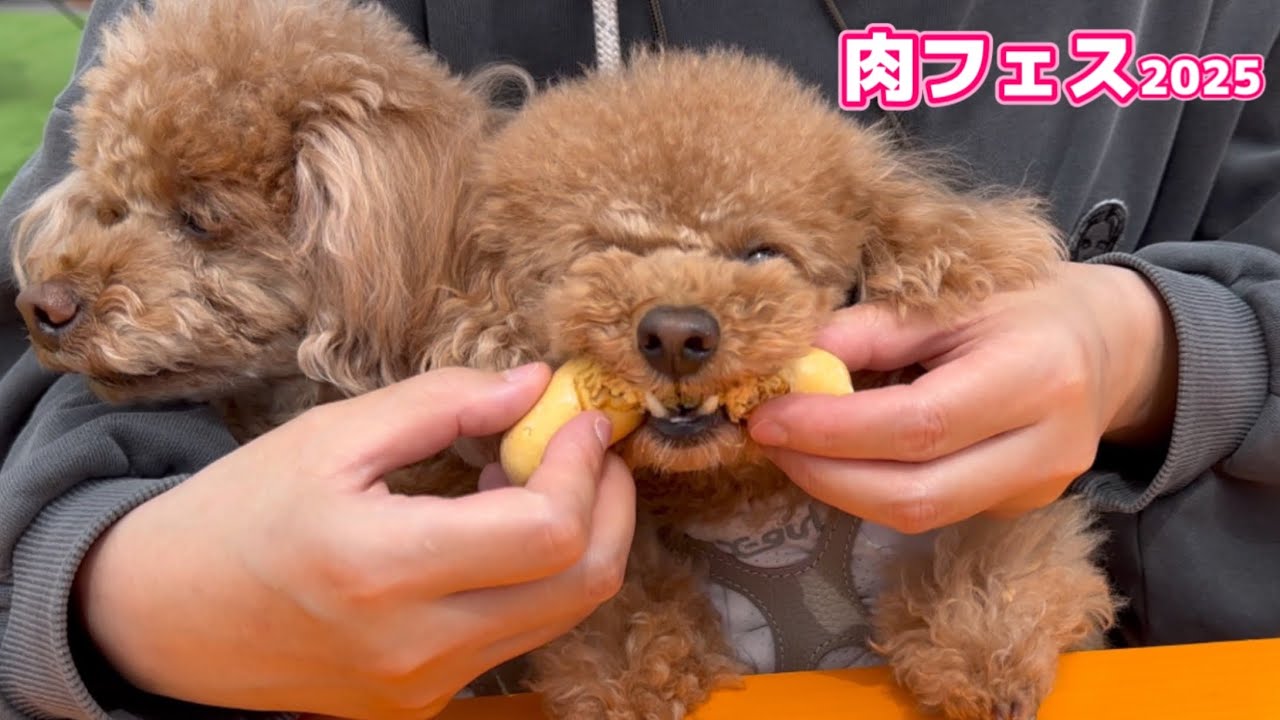 【肉フェス2025】わんぱくフランクを食べてくうブチギレ！わんちゃんと一緒に楽しめるお台場肉フェス