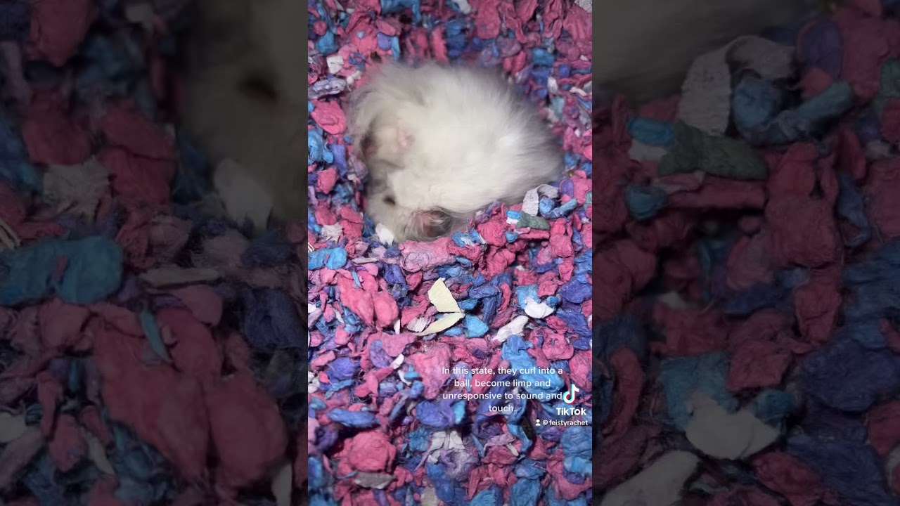 *Torpor #hamsters #shortsvideo