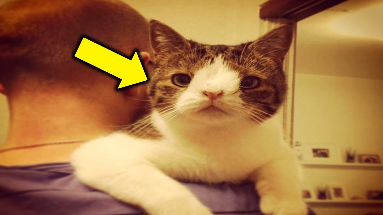 Man Adopts the Shelter's Most Overlooked Cat&mdash;Weeks Later, an Unbelievable Twist Leaves Him in Awe!