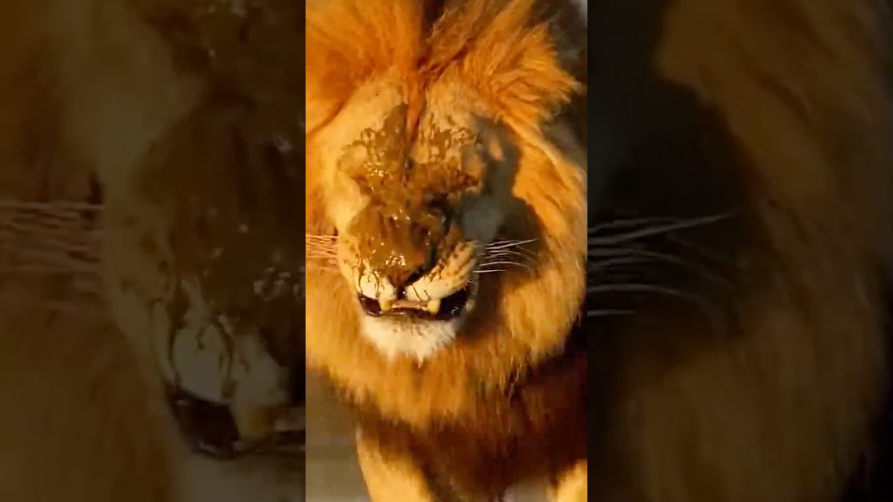 Lion Gets an Unexpected Surprise 😂