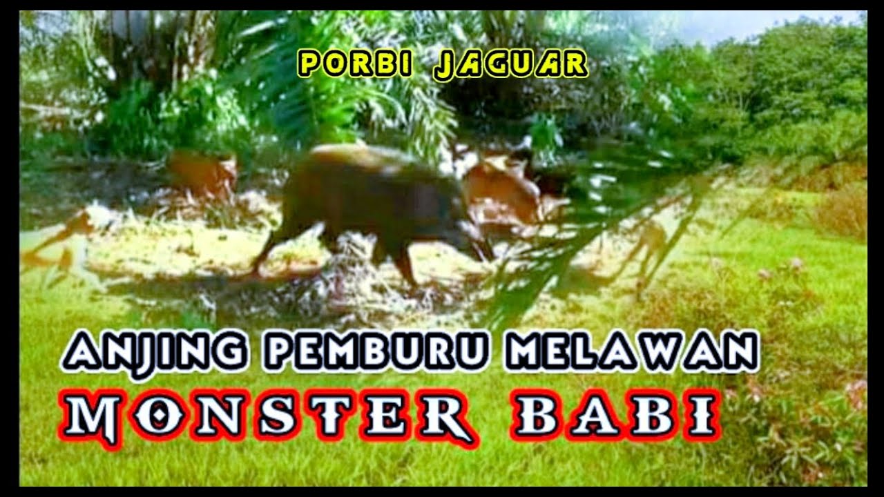 DETIK DETIK RAJA BABI MELAWAN, BURU BABI TEBING TINGGI