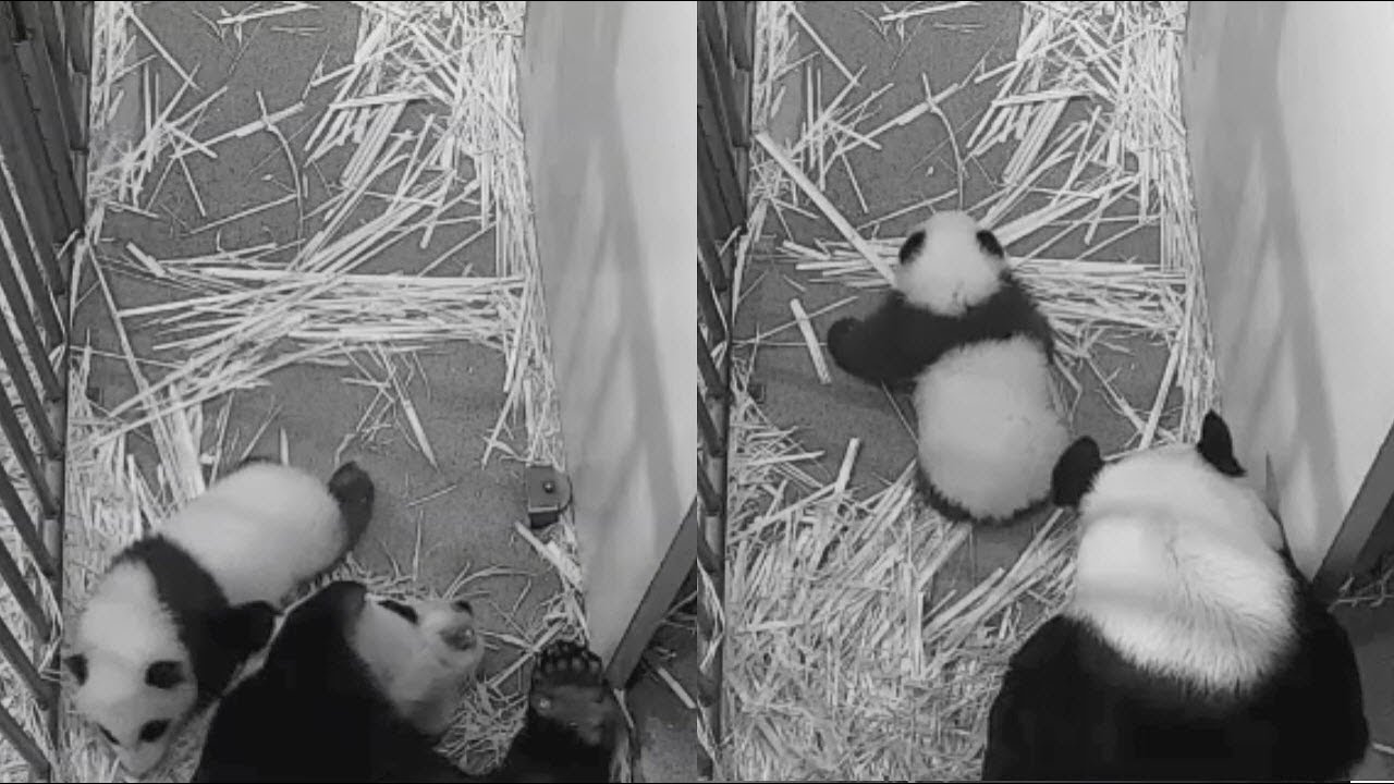 2020-12-26 When Mei Xiang Talks, Xiao Qi Ji Listens