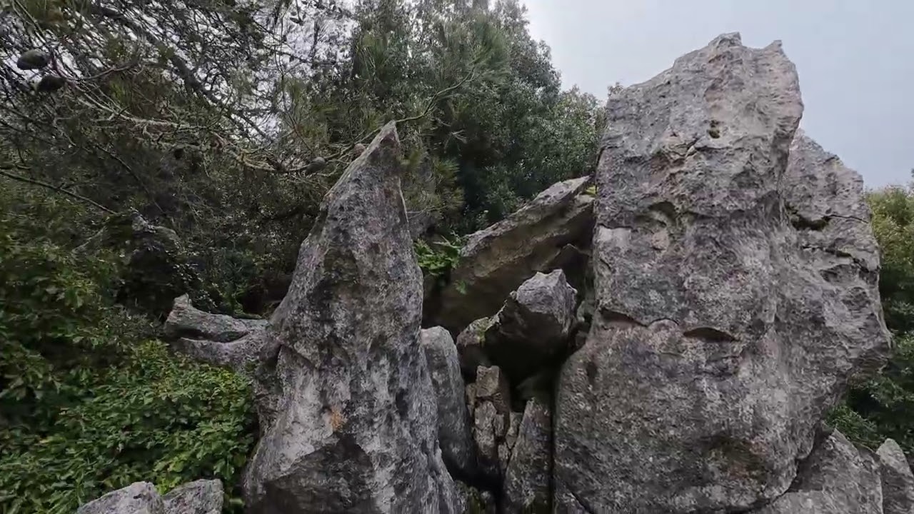LA MAGIA DEI LECCI E DELL'ACQUA  #forest #escursioni  #hiking #panorami #mountains #trekking #water