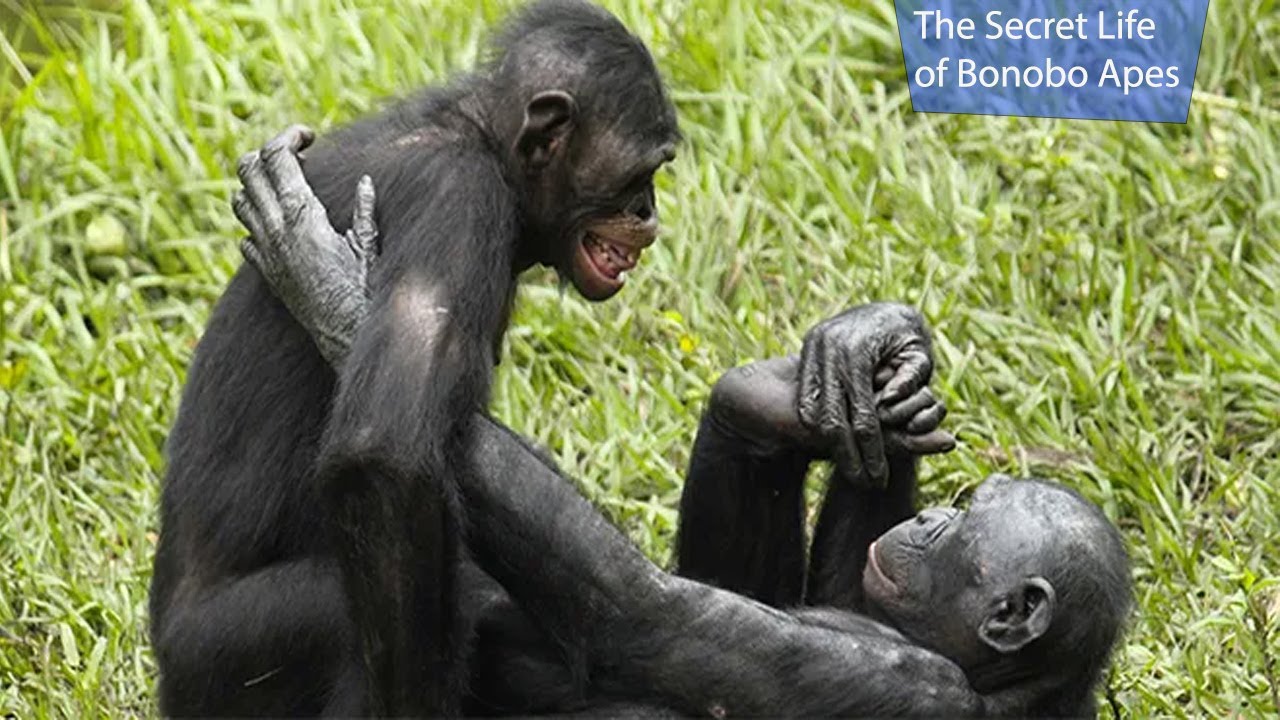 The Secret Life of Bonobo Apes (Nature Documentary)