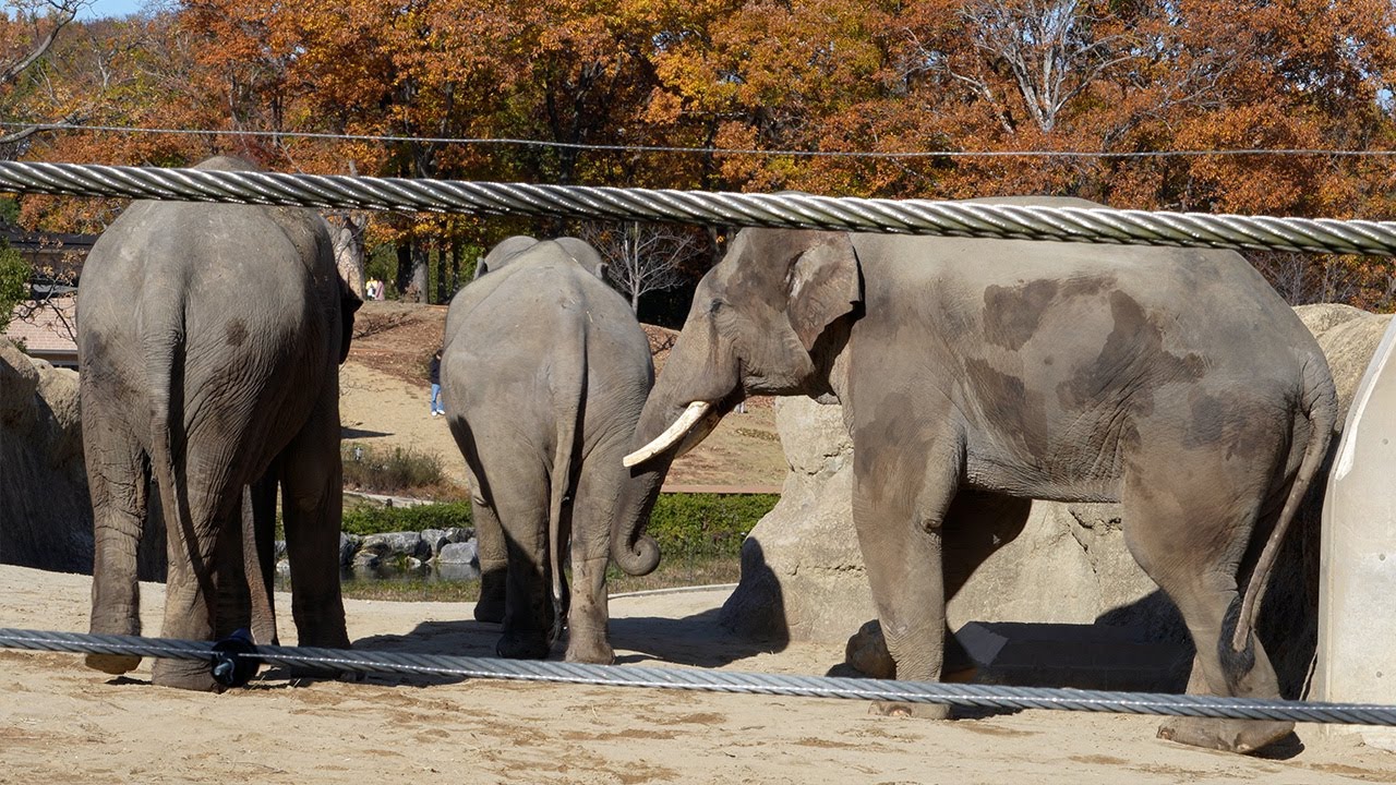 Asian elephants