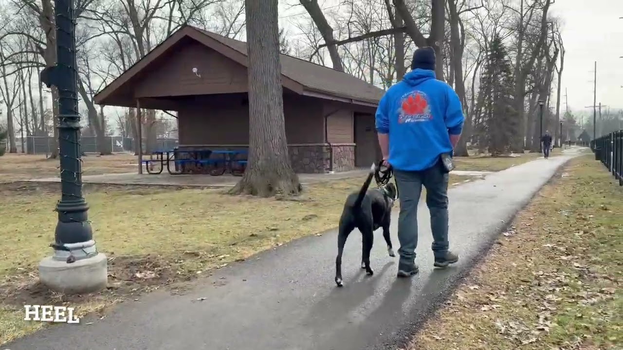 Best Dog Training Toledo, Ohio! 1.5 Year old Lab Mix, Romeo!