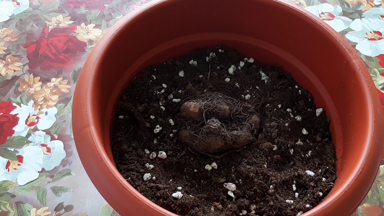 Cum se plantează bulbi de Begonii!