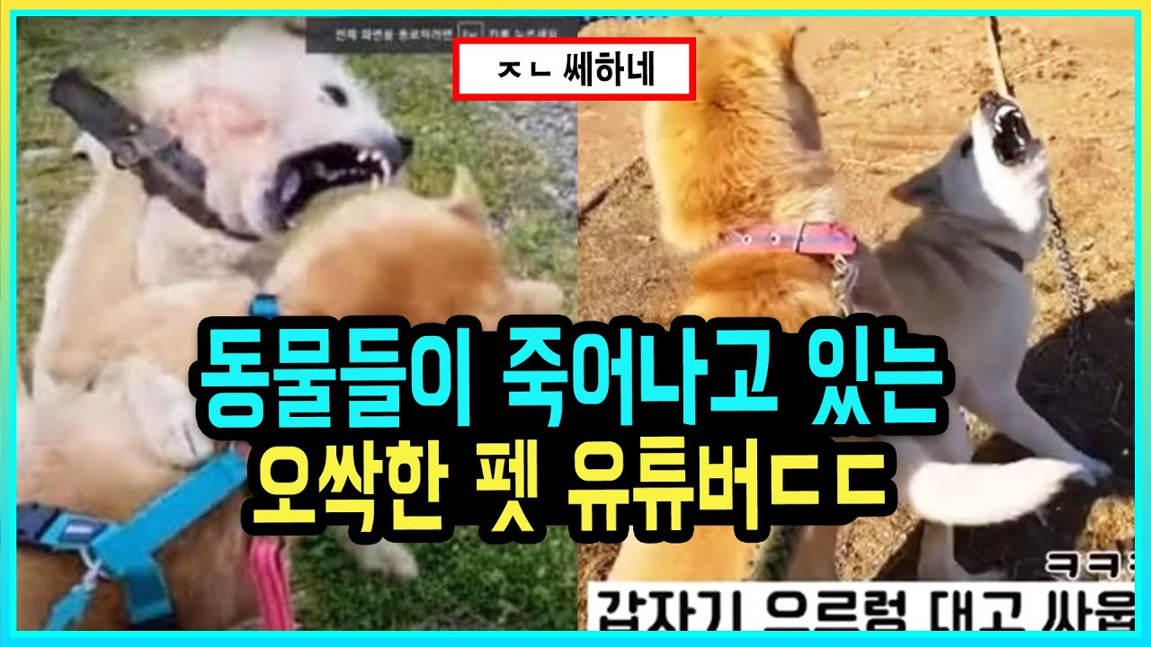 펫튜버 동물 논란 터졌다... 남피디와 아이들 상황ㄷㄷ