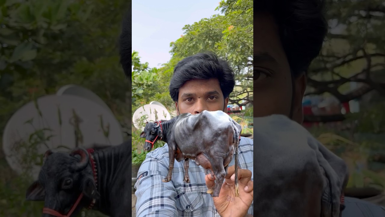 Top secret diet for your buffaloes to gain muscle #buffaloes #murrah #murrhabuffalo #viralvideo