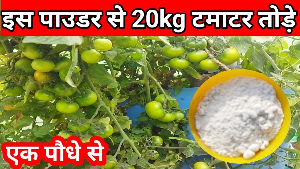 टमाटर की बंपर हार्वेस्टिंग के लिए जिंक पाउडर का उपयोग l#ibenefits of zinc