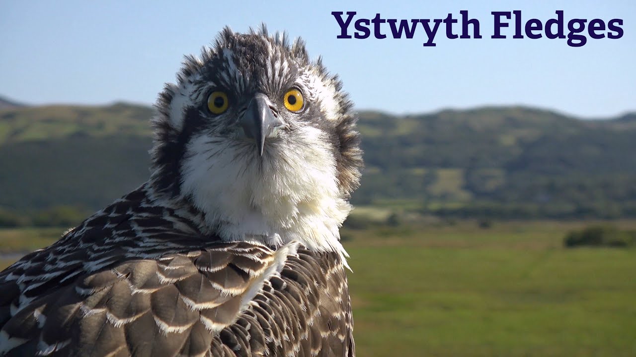 Ystwyth Fledges at 54 Days Old