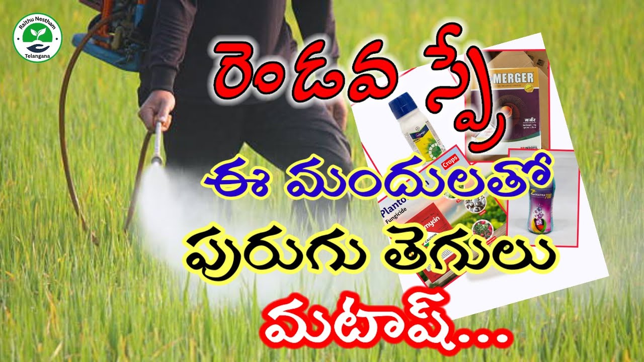 రెండవ స్ప్రే ఈ మందులతో పురుగు తెగులు మటాష్ | #agriculture #farming | Raithu Nestham Telangana 
