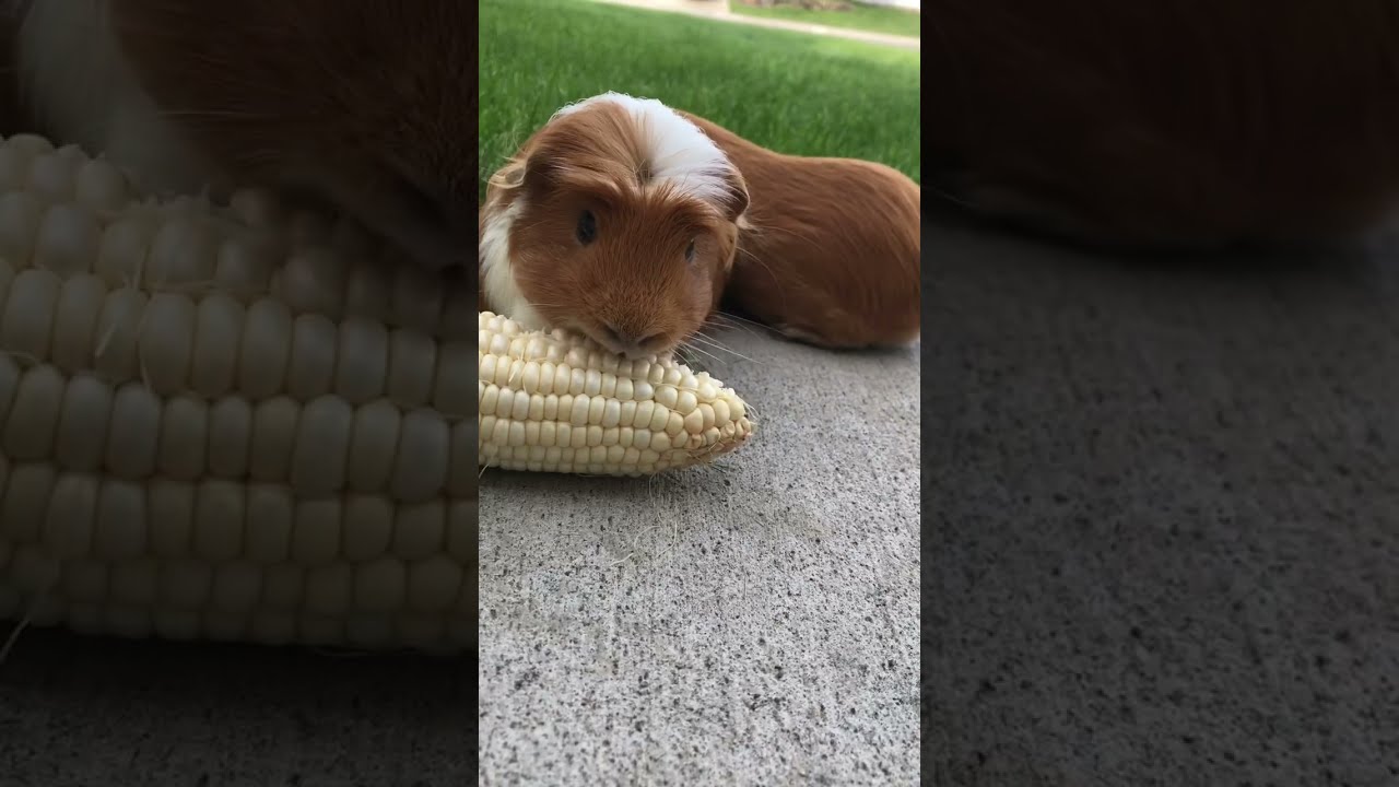 It's corn🌽Guinea pigs #shorts #itscorn