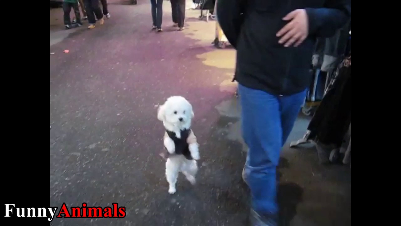 Funny Dog Walking On Two Legs Compilation 2017