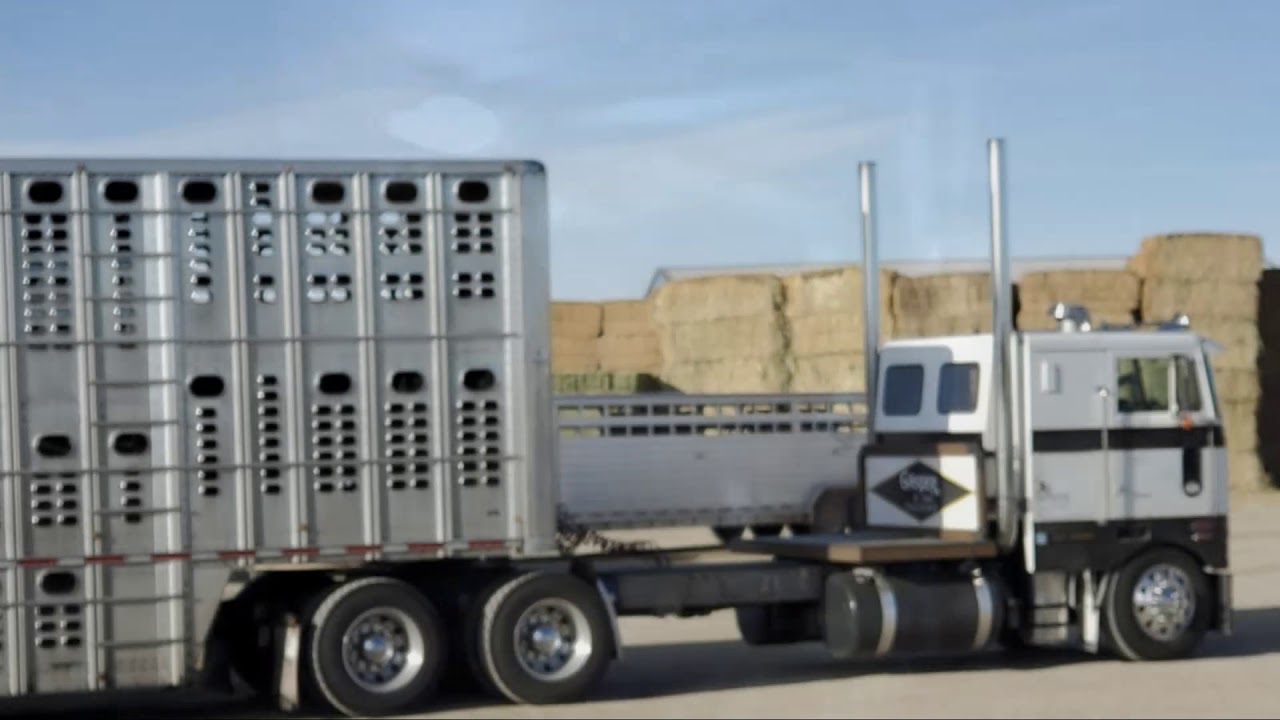 cow truckin - a place called USA
