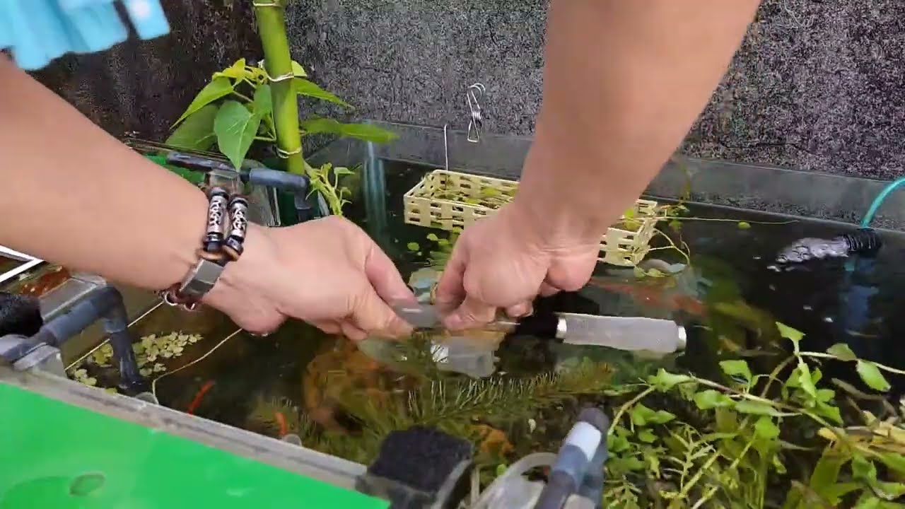 戶外缸排雨水，一個彎就能達到溢流