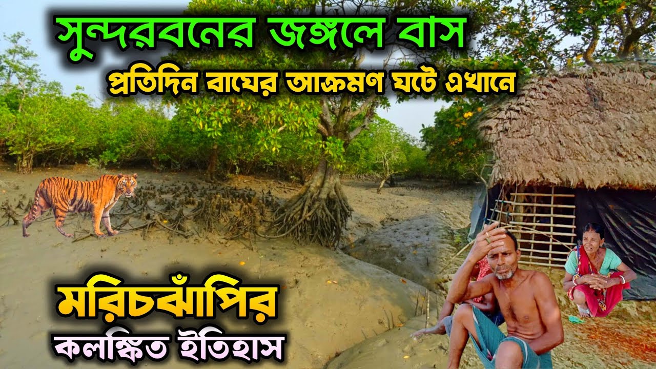 প্রতিদিন বাঘের আক্রমণ ঘটে এই গ্রামে | সুন্দরবনের ভয়ানক জঙ্গল মরিচঝাঁপি | Marichjhanpi Tiger Attack |