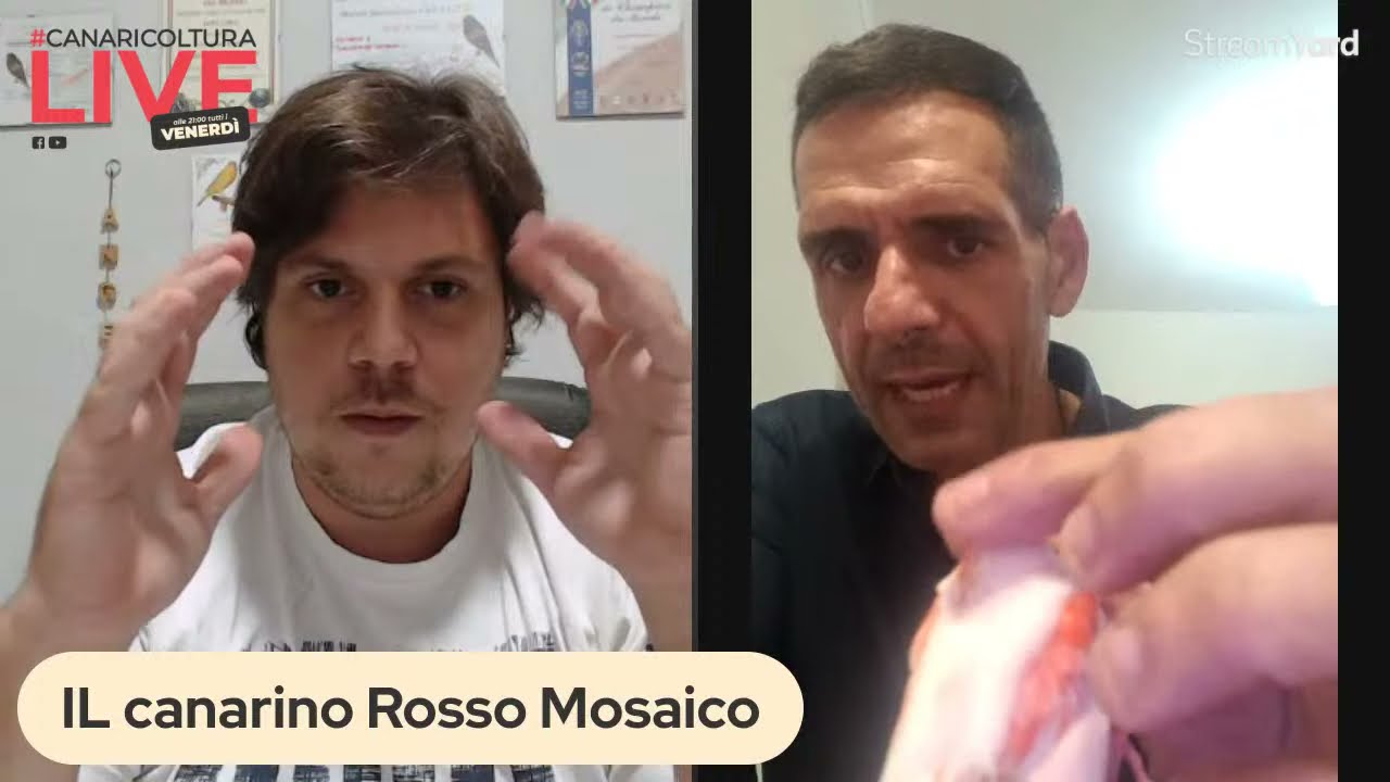 Quattro chiacchiere con Vincenzo Esposito sul canarino rosso mosaico