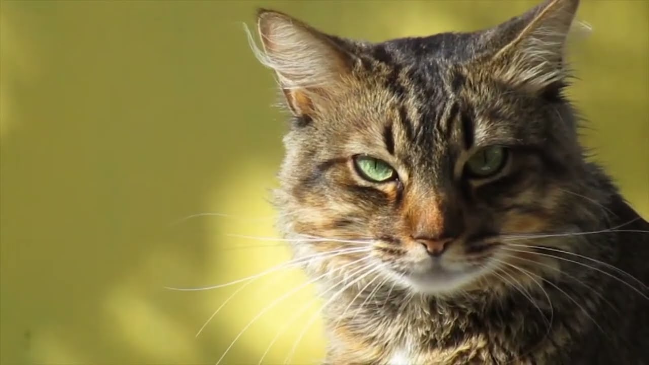 Мурчащие коты