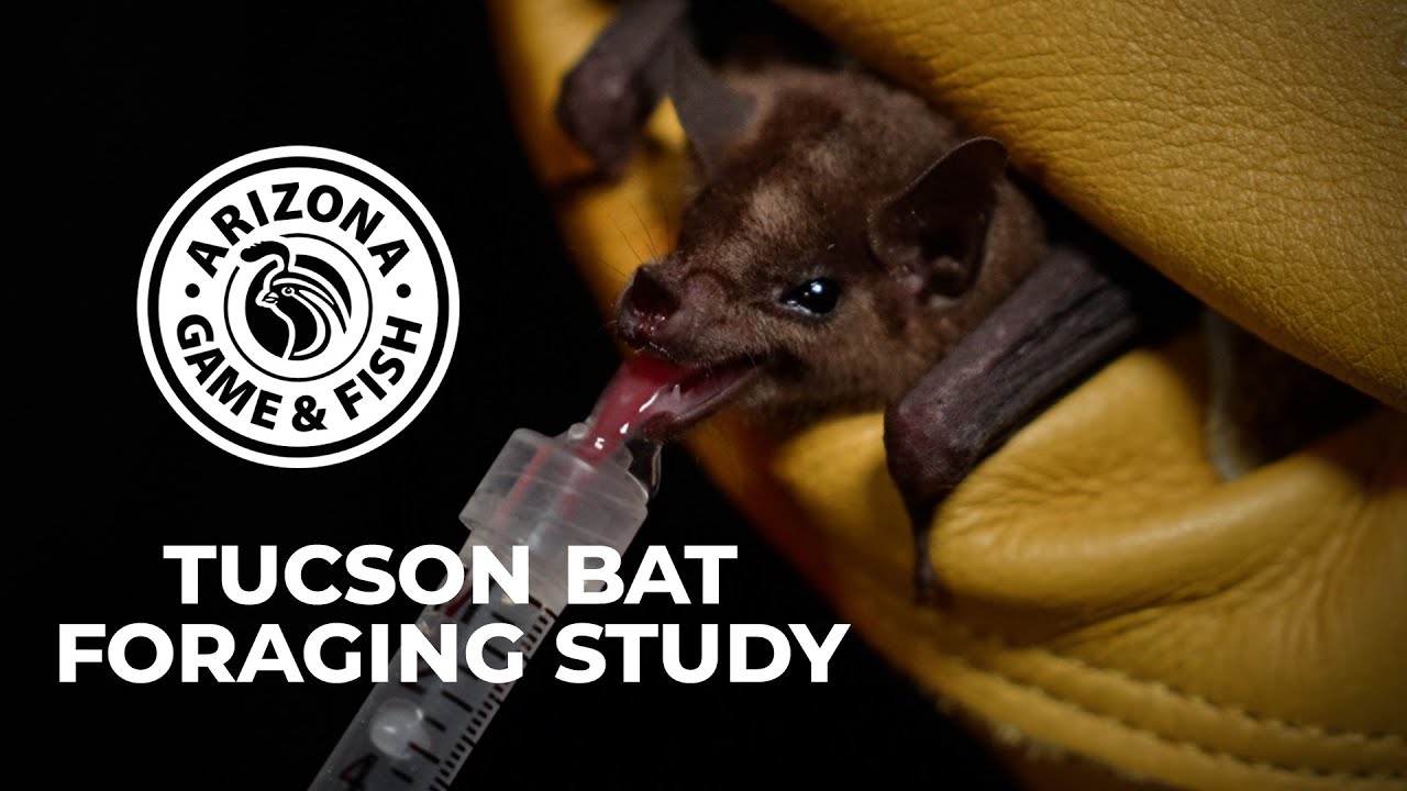 Tucson Bat Research - 2024 UPDATE