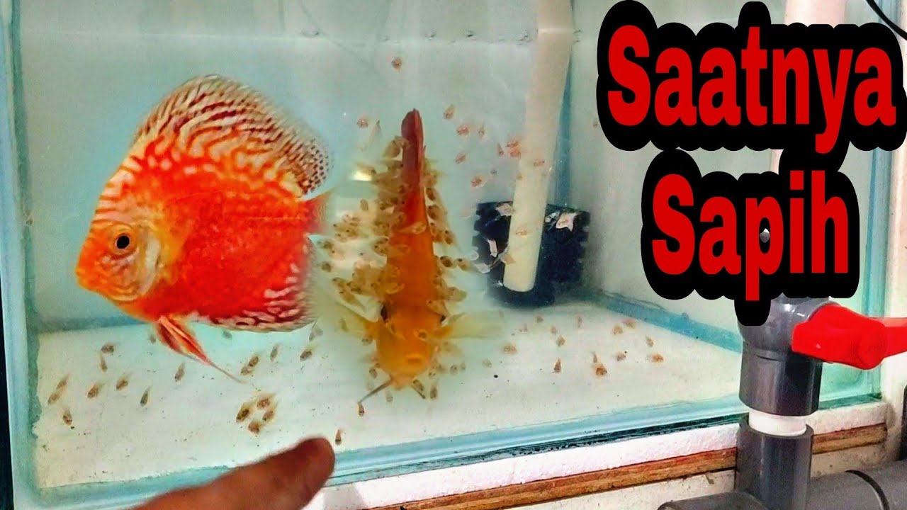 Sapih Burayak Discus 2 Minggu