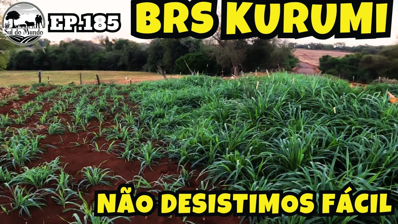 ✅ PORQUE AINDA PLANTAMOS O BRS KURUMI EM 2025?