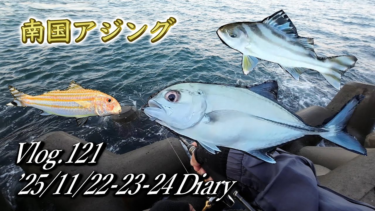 【ルアー釣り】連日好釣！堤防・テトラ帯でメッキ・オジサン　Vlog.121 '25年11月22日・23日・24日　#沖縄 #ルアー釣り　＃アジング ＃ショアジギング #ワーミング