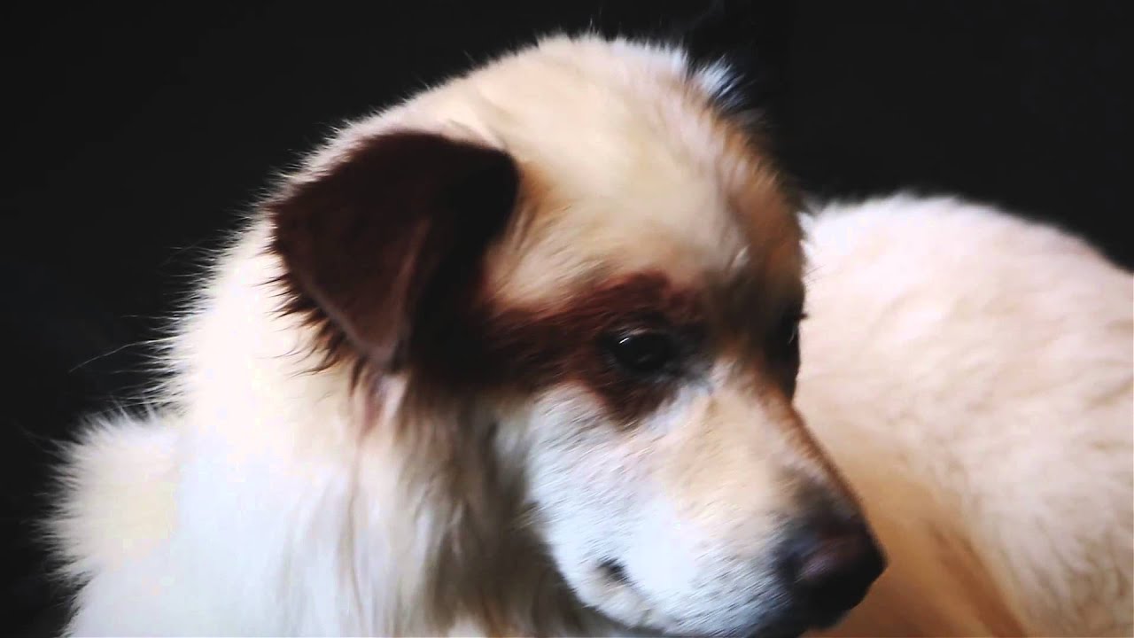 Disney's Dog with a Blog visits Calgary