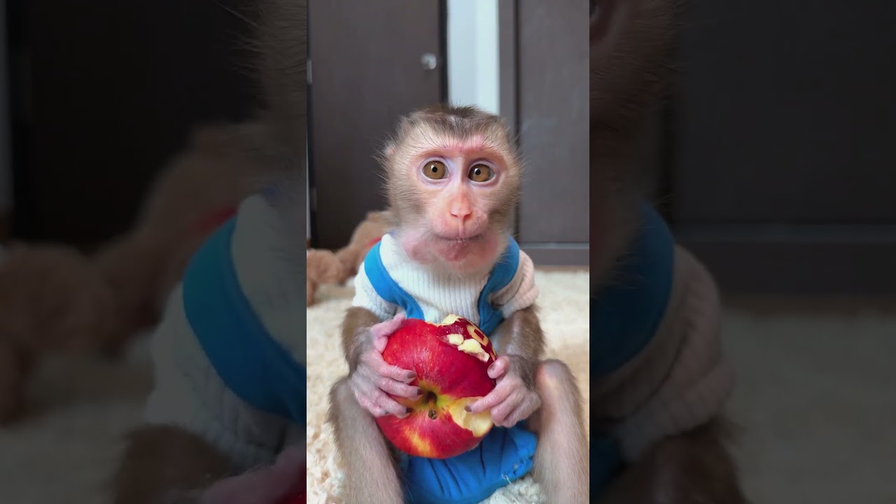BiBi's all about those apples | Curious Monkey Family's Daily