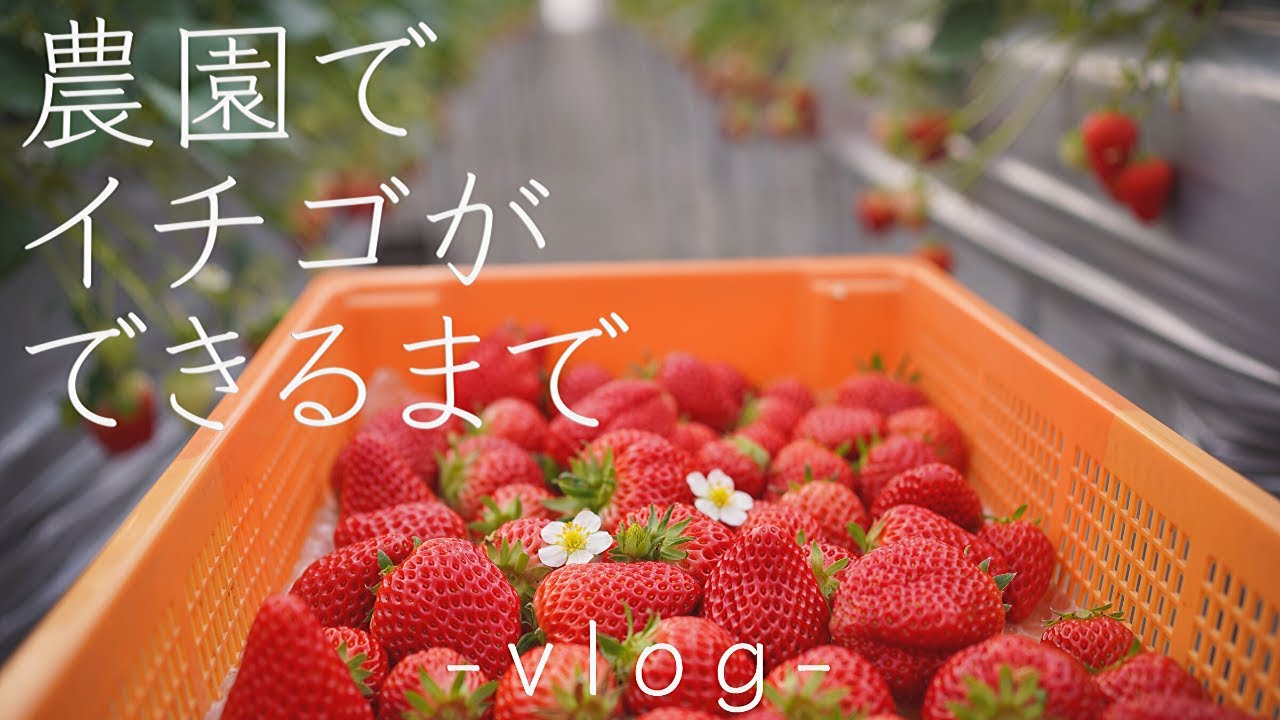 イチゴ狩りでは見ることができない！農園での大収穫の様子を配信！Beautiful Strawberry  fields and Harvest in Japan