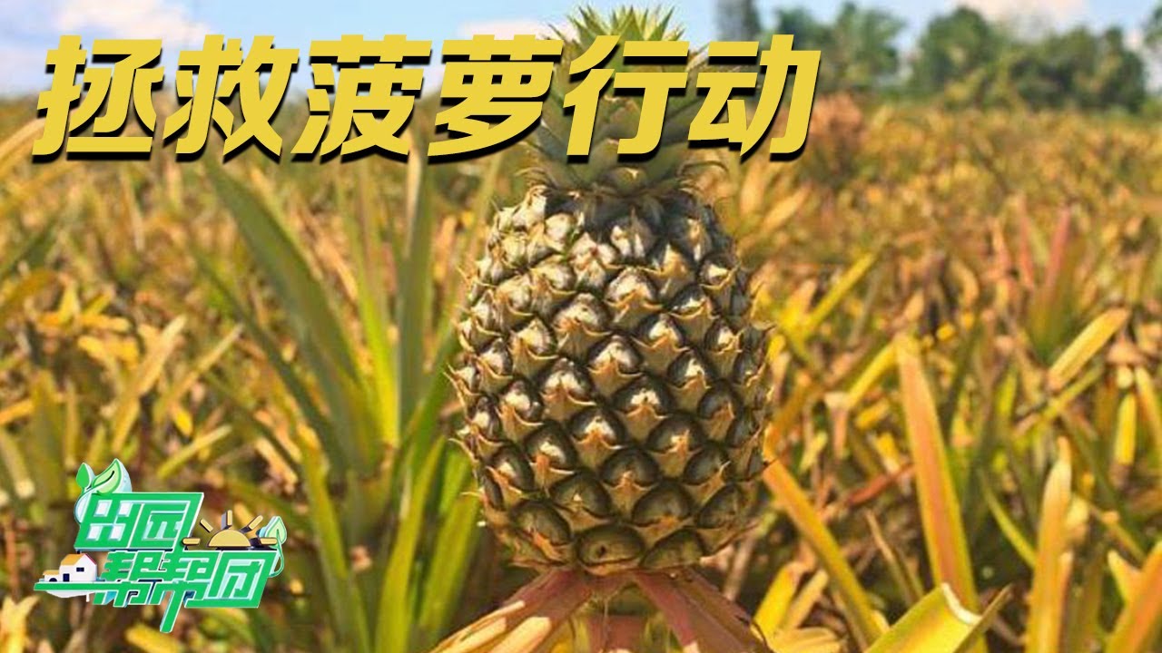像西瓜一样多汁的菠萝你见过吗？从业20年的种植高手分享经验：高品质菠萝不能种在平地上！这到底是怎么回事？|「田园帮帮团」20230824