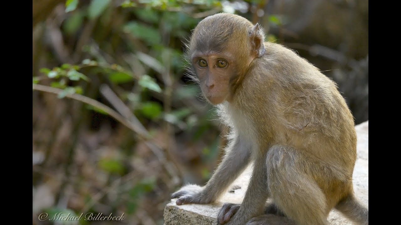 Crab-eating or Long-tailed Macaque (Macaca fascicularis) / Javaneraffe oder Langschwanzmakake