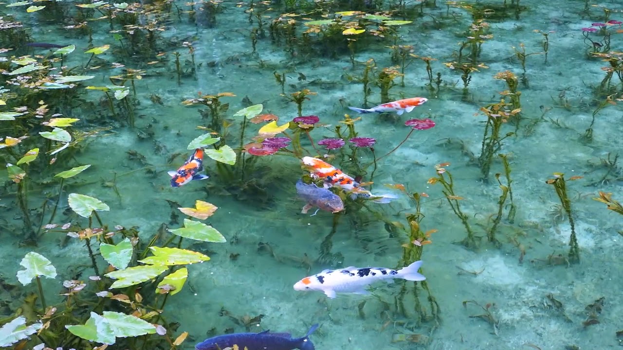 【モネの池・自然の音】Monet's Pond　泳ぐ鯉　日本岐阜県  　睡蓮　金の鯉　錦鯉　青紫の鯉　水の風景　水の音　鳥の鳴き声 　リラクゼーション　癒し効果　観光名所